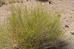 Monechma spartioides