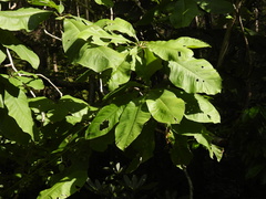 Magnolia tripetala