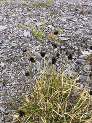 Carex nigricans