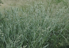 Eragrostis echinochloidea
