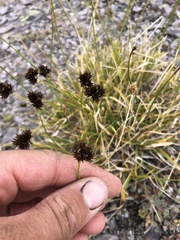 Carex nigricans