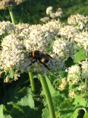 Bombus lucorum