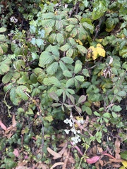 Rubus ulmifolius