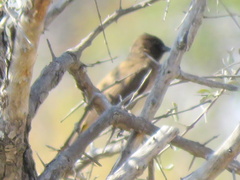 Pycnonotus barbatus tricolor