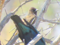 Pycnonotus barbatus tricolor