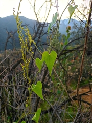 Dioscorea