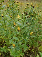 Hypericum ascyron