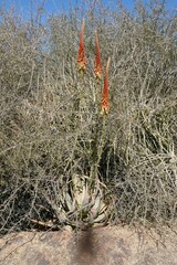 Aloe gariepensis