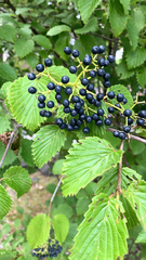 Viburnum dentatum