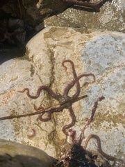 Ophiothrix spiculata