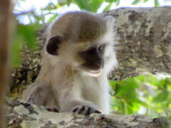 Chlorocebus pygerythrus pygerythrus