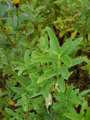 Hypericum ascyron