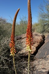 Aloe gariepensis