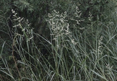 Eragrostis echinochloidea