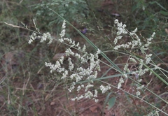 Eragrostis echinochloidea