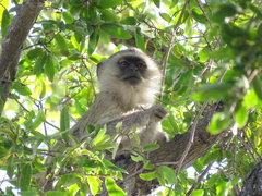 Chlorocebus pygerythrus pygerythrus