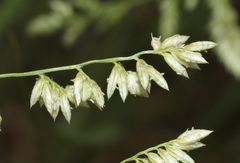 Eragrostis echinochloidea