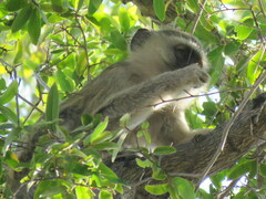 Chlorocebus pygerythrus pygerythrus