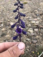 Delphinium glaucum