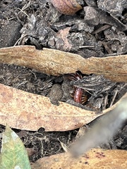 Scolopocryptops spinicaudus