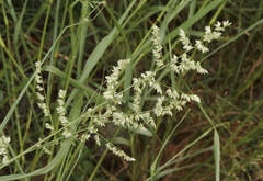 Eragrostis echinochloidea
