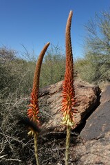 Aloe gariepensis