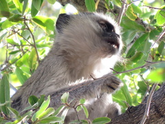 Chlorocebus pygerythrus pygerythrus