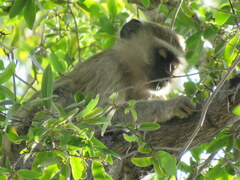 Chlorocebus pygerythrus pygerythrus