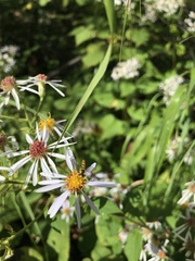 Sphaerophoria contigua