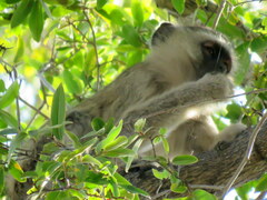 Chlorocebus pygerythrus pygerythrus