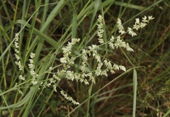 Eragrostis echinochloidea