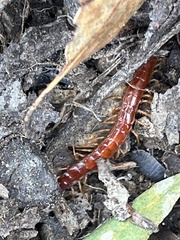 Scolopocryptops spinicaudus