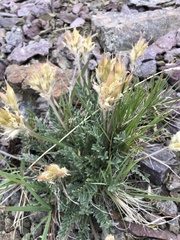 Oxytropis campestris