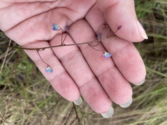 Desmodium