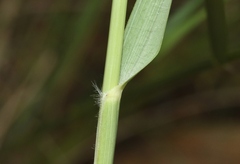 Eragrostis echinochloidea