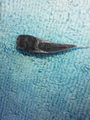 Dactylopterus volitans