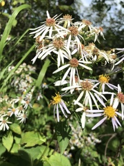 Sphaerophoria contigua