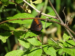 Erebia euryale