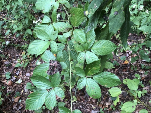 branched blackberry (Rubus suus)