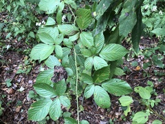 Rubus suus