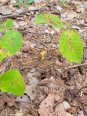 Toxicodendron rydbergii