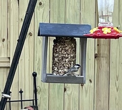 Poecile carolinensis