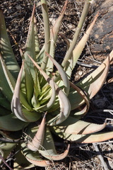 Aloe gariepensis