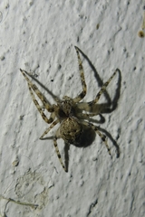 Larinioides ixobolus