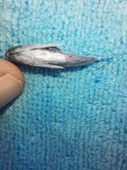 Dactylopterus volitans