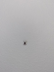 Scotophaeus blackwalli