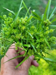 Cyperus croceus