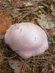 Cortinarius traganus