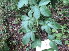 Rubus suus