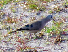 Turtur chalcospilos